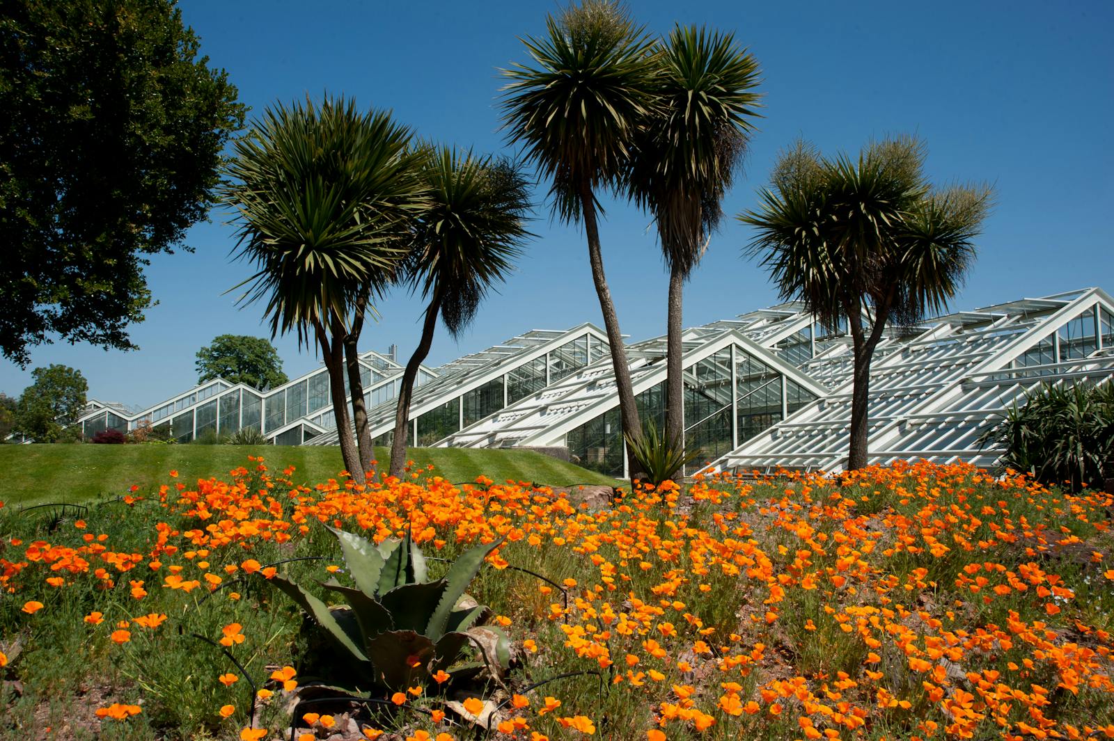 Skleníky v Kew Gardens a divoké květiny