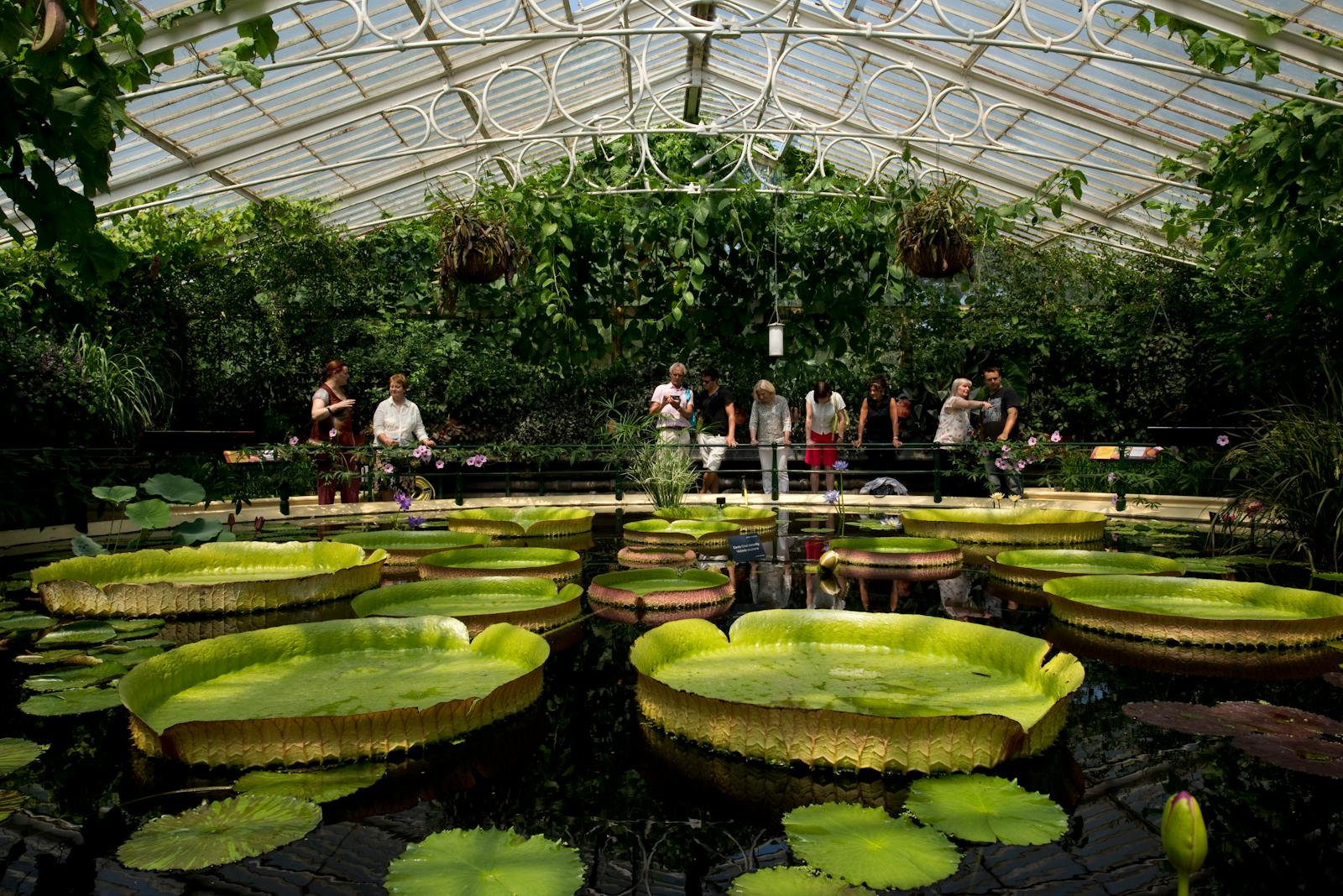Besucher bewundern die riesigen Seerosen von Kew Gardens