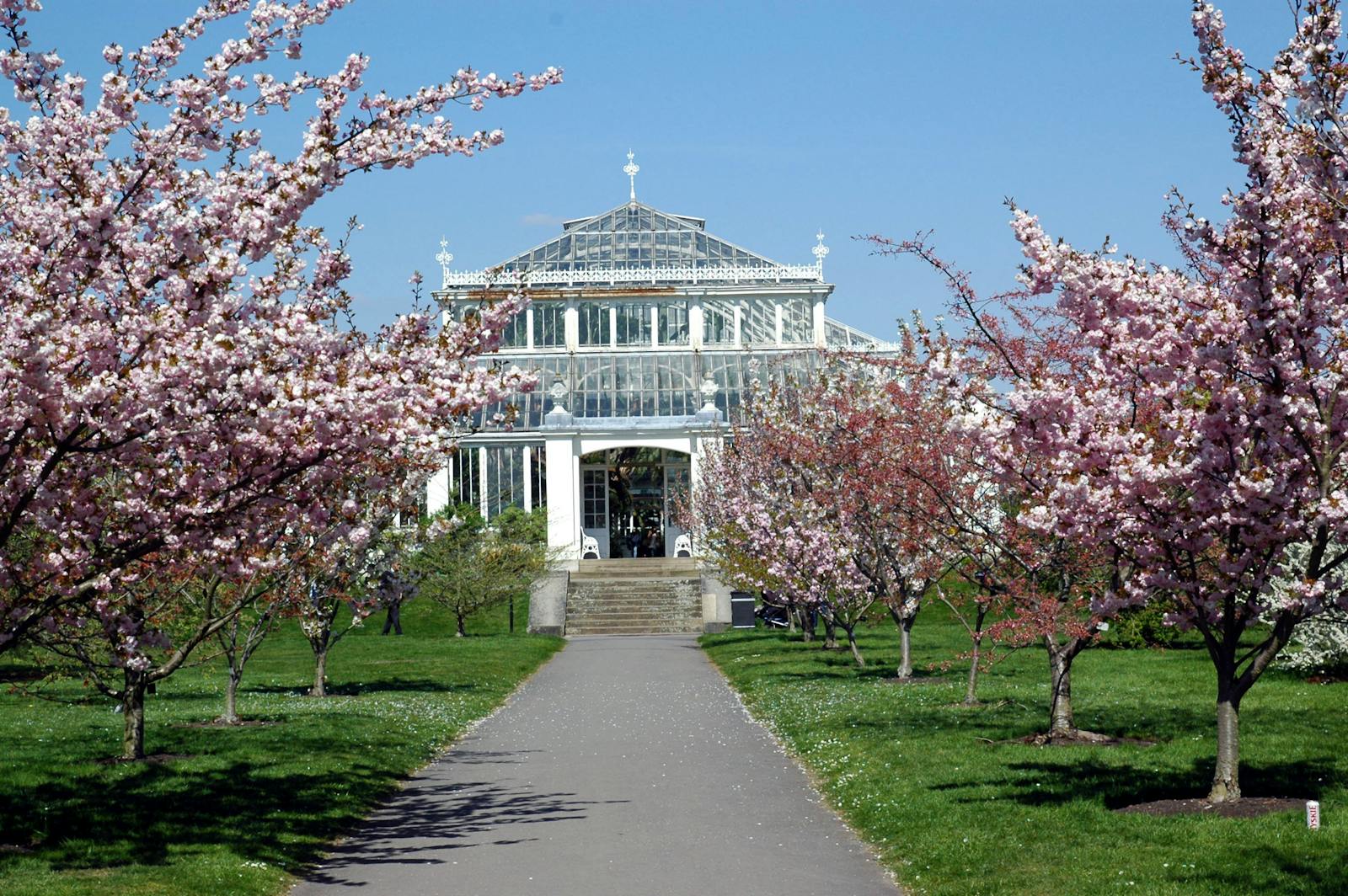 Serra di Kew Gardens sotto i ciliegi in fiore